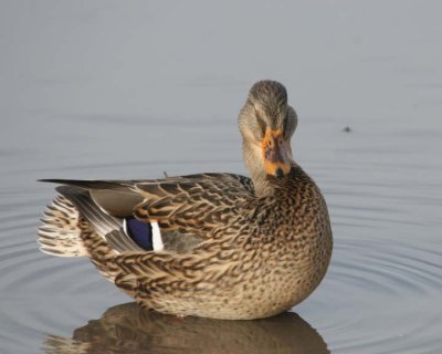 Mallard26.jpg