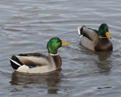 Mallard37.jpg