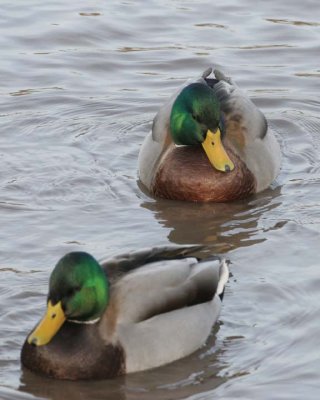 Mallard42.jpg