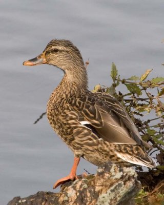 Mallard74.jpg