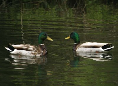 Mallard89.jpg