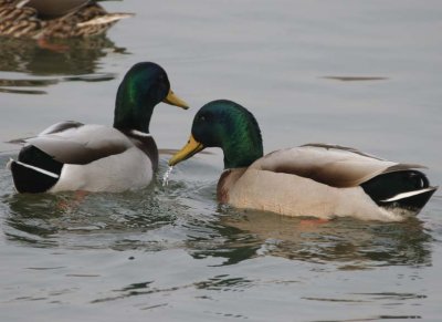 Mallard94.jpg