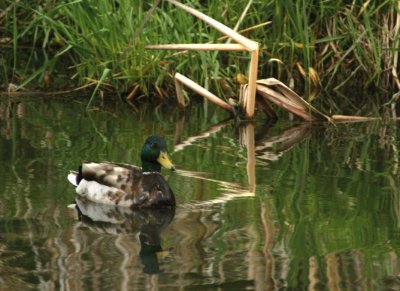 Mallard103.jpg