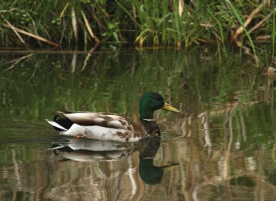 Mallard104.jpg