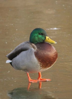 Mallard105.jpg