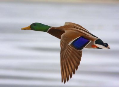 Mallard119.jpg