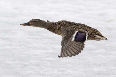 Mallard121.jpg