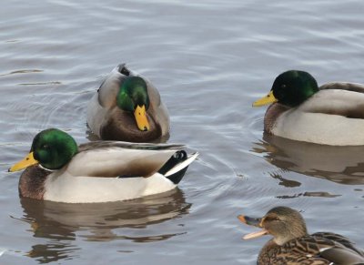 Mallard97.jpg