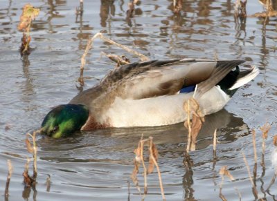 Mallard98.jpg