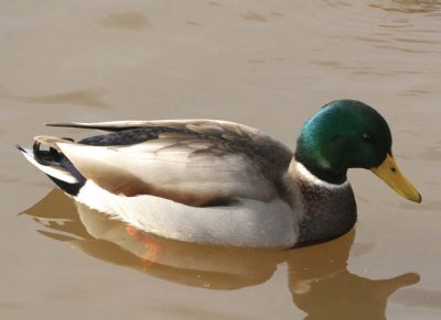 Mallard99.jpg