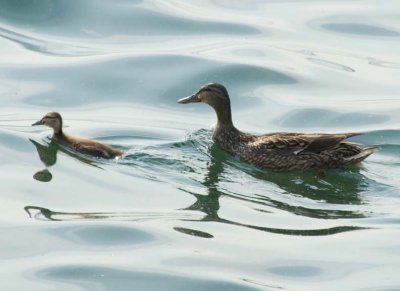 MallardDuckling6.jpg