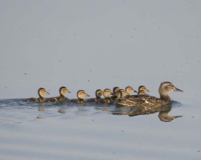 MallardWithDucklings4.jpg