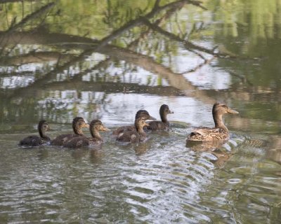 MallardWithDucklings7R.jpg