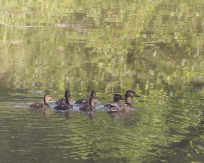MallardWithDucklings8.jpg