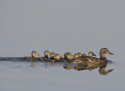 MallardWithDucklings9.jpg
