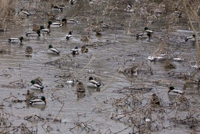Mallards113.jpg