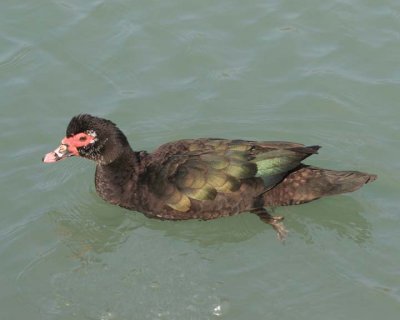 MuskovyDuck13.jpg