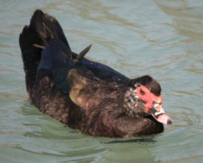 MuskovyDuck4.jpg