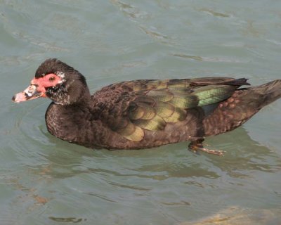 MuskovyDuck5.jpg