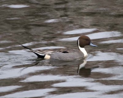 Pintail2.jpg