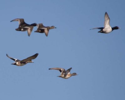 Wigeons&RingNecks3.jpg