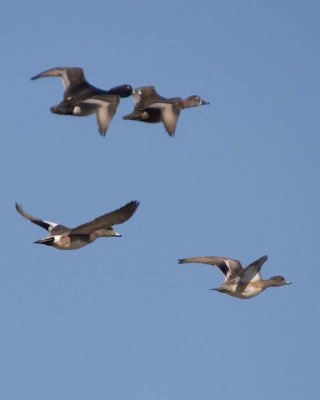 Wigeons&RingNecks4.jpg