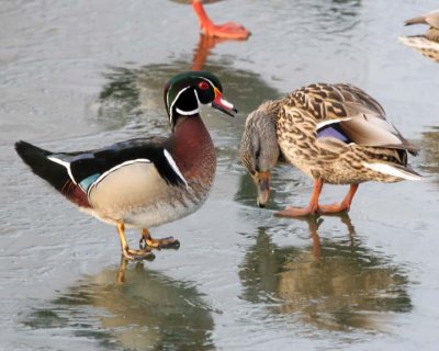 WoodDuck&Mallard1.jpg