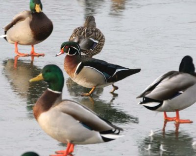 WoodDuck&Mallard4.jpg