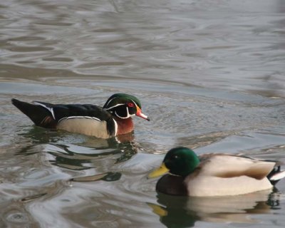 WoodDuck&Mallard8.jpg