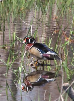 WoodDuck104.jpg