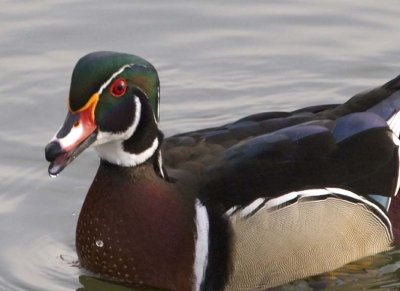 WoodDuck106.jpg