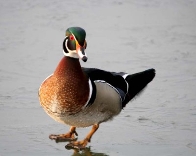 WoodDuck11.jpg