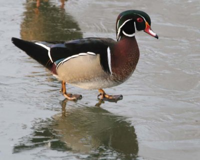 WoodDuck15.jpg