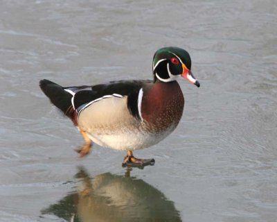 WoodDuck16.jpg