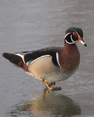 WoodDuck27.jpg