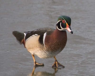 WoodDuck28.jpg