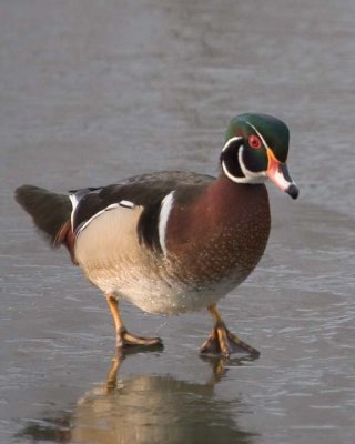 WoodDuck29.jpg