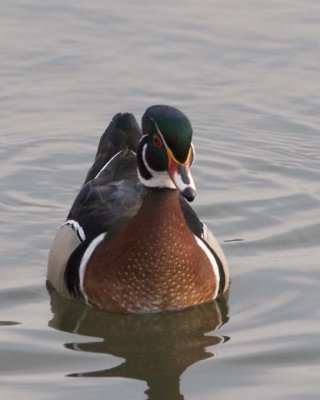 WoodDuck33.jpg