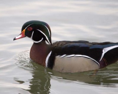 WoodDuck39.jpg