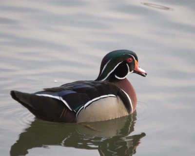 WoodDuck48R.jpg
