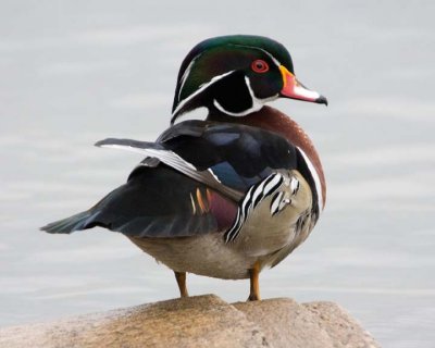 WoodDuck62R.jpg