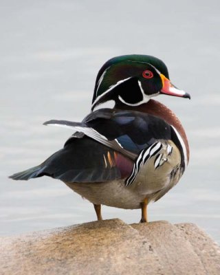 WoodDuck63.jpg