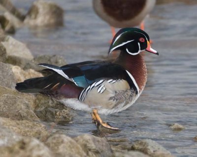 WoodDuck70R.jpg