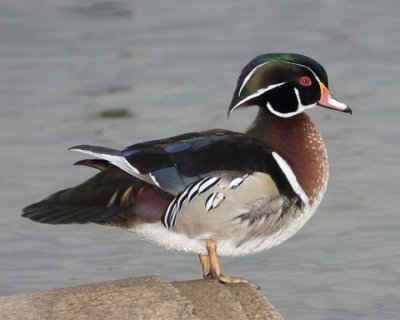 WoodDuck79R.jpg