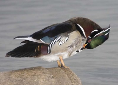 WoodDuck80R.jpg