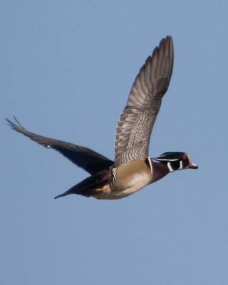 WoodDuck81.jpg
