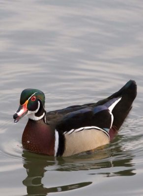 WoodDuck82.jpg