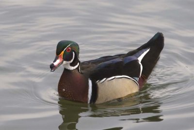 WoodDuck84.jpg