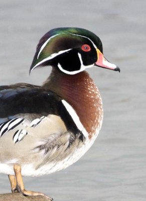 WoodDuck87R.jpg
