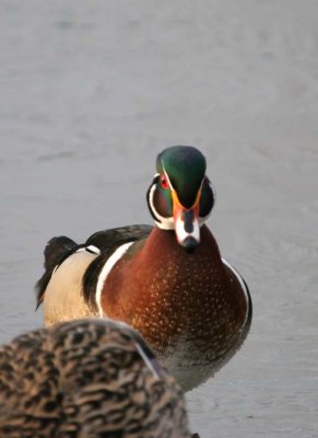 WoodDuck88.jpg